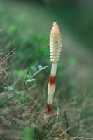Grande Prêle - Tige fertile avec épi sporifère ou strobile - vue latérale (Equisetum telmateia)